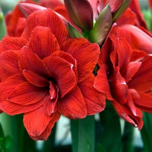 Amaryllis Double Dragon, Red Amaryllis, Amaryllis Flower
