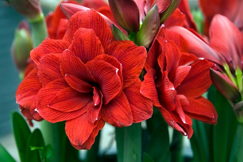 Amaryllis Double Dragon, Red Amaryllis, Amaryllis Flower