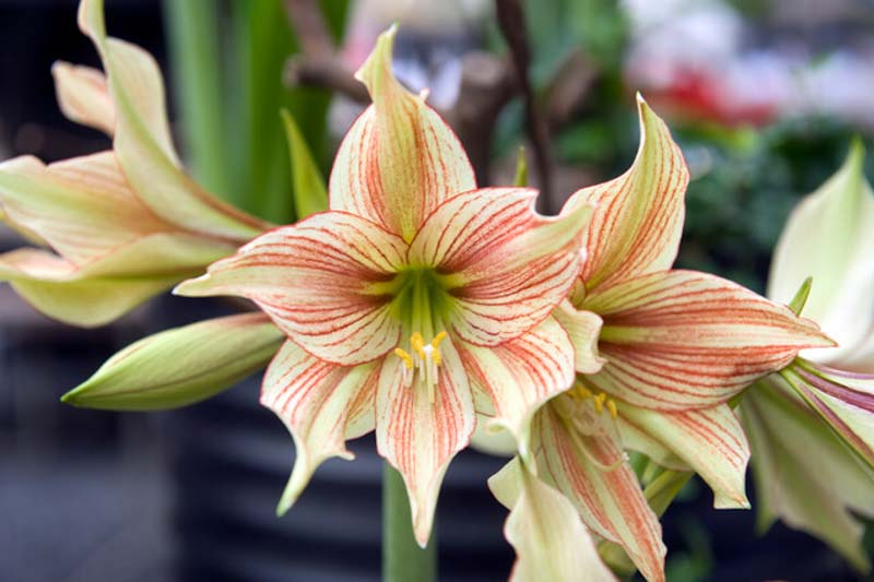 Amaryllis Giraffe, Pink Amaryllis, Amaryllis Flower, Amaryllis Flowers