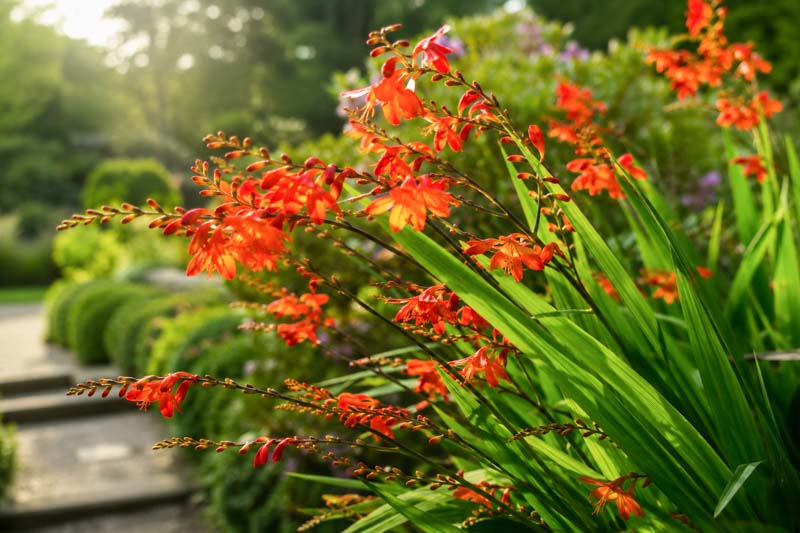 Crocosmia, Crocosmias, Best Crocosmia, Best Crocosmias, Best Montbretia, Crocosmia x Crocosmiiflora, Montbretia, Coppertips, Falling Stars,