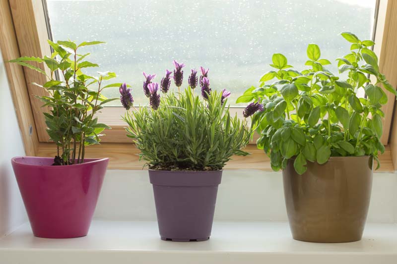Lavender, Lavender Plant, Potted Lavender, Herb Garden, Growing Lavender Indoors