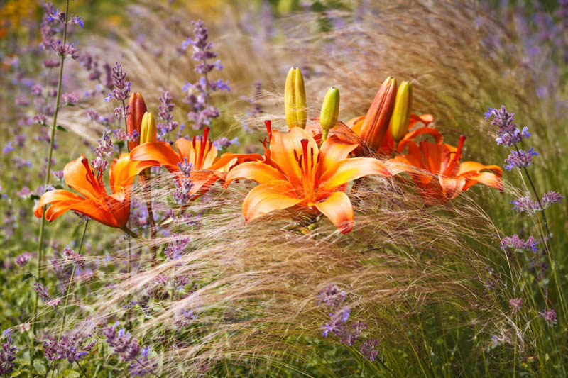 Plant combination with lilies, catmint and stipa