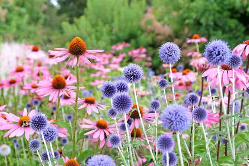 Blue Echinops globe thistle, Echinacea 'Pink Parasol' and Echinacea pallida, Echinops ritro Veitch Blue