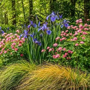 Garden Ideas, Border ideas, Perennial Planting, Perennial combination, Summer Borders, Astrantia Roma, Great Masterwort, Masterwort Roma, Astrantia Major, Siverian Iris, Iris Sibirica, Carex Elata aurea, Bowles Golden sedge, Plant combinations for wet soi