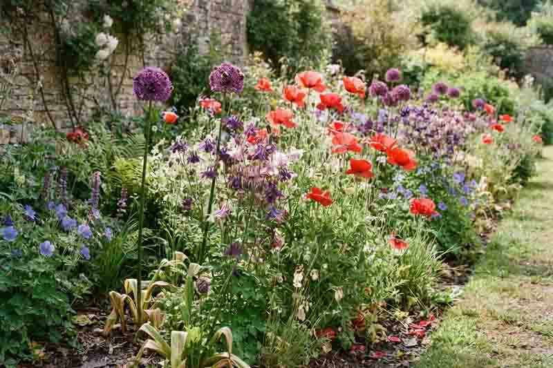Allium Purple Sensation, Allium Globemaster, Corn Poppy, Red poppies, Papaver Rhoeas, Columbines, Aquilegia Vulgaris