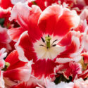 Parrot Tulips, Spring Bulbs, Spring Flowers,Tulip Black parrot,Tulip Blue Parrot, Tulip Erna Lindgreen,Tulip Estella Rijnveld,Tulip Rococo, Tulip Texas Flame, bulbs Design, Late Spring Bulbs