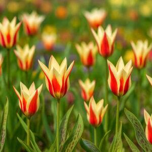 Greigii Tulips, Tulip Ali Baba, Tulip cape Cod, Tulip Toronto, Tulip Pinocchio, Tulip Sweet Lady, bulbs Design, Spring Bulbs, Spring Flowers, Summer Bulbs, Fall Fulbs, Landscaping Design, Garden Ideas
