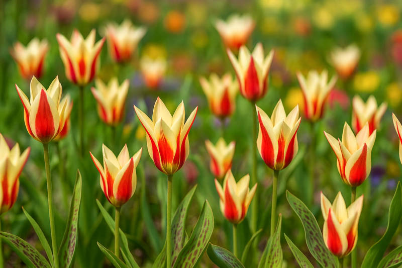 Greigii Tulips, Tulip Ali Baba, Tulip cape Cod, Tulip Toronto, Tulip Pinocchio, Tulip Sweet Lady, bulbs Design, Spring Bulbs, Spring Flowers, Summer Bulbs, Fall Fulbs, Landscaping Design, Garden Ideas