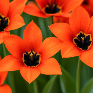 Fosteriana tulips, Fosteriana Tulips, Spring Bulbs, Spring Flowers, Tulip Red Emperor, Tulip Orange Emperor, Tulip Purissima, Tulip Yellow Purissima, Tulip Madame Lefeber,bulbs Design, Garden Ideas