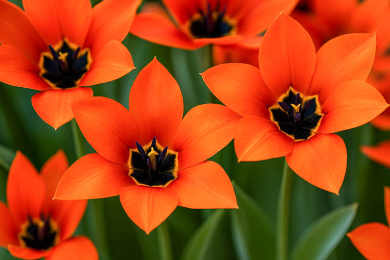 Fosteriana tulips, Fosteriana Tulips, Spring Bulbs, Spring Flowers, Tulip Red Emperor, Tulip Orange Emperor, Tulip Purissima, Tulip Yellow Purissima, Tulip Madame Lefeber,bulbs Design, Garden Ideas