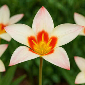 Kaufmanniana Tulips, Waterlily Tulips, Spring Bulbs, Spring Flowers, tulip Verdi, tulip heart's delight, tulip Johann Strauss,tulip Scarlet Baby,tulip Showwinner,tulip Stresa, Bulbs Design, Spring Bulbs, Fall Bulbs, Landscaping Design, Garden Ideas