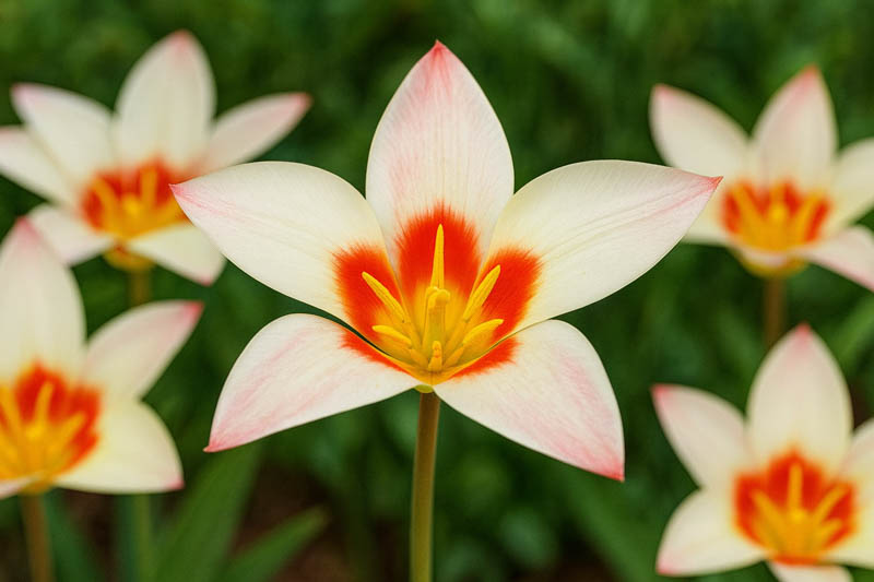 Kaufmanniana Tulips, Waterlily Tulips, Spring Bulbs, Spring Flowers, tulip Verdi, tulip heart's delight, tulip Johann Strauss,tulip Scarlet Baby,tulip Showwinner,tulip Stresa, Bulbs Design, Spring Bulbs, Fall Bulbs, Landscaping Design, Garden Ideas