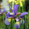 Iris Spuria, Blue Iris, Salt Marsh Iris, Butterfly Iris, Spuria Irises, Spuria Iris