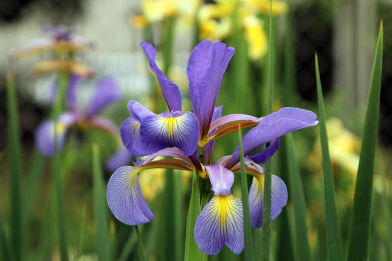Iris Spuria, Blue Iris, Salt Marsh Iris, Butterfly Iris, Spuria Irises, Spuria Iris