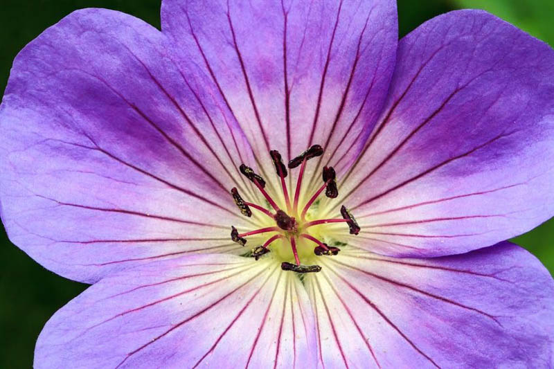 Geranium Rozanne, Hardy Geranium Rozanne, Crane's Bill Rozanne, Award geranium, AGM Geranium, Best geraniums, Best groundcovers, blue geranium, violet geranium
