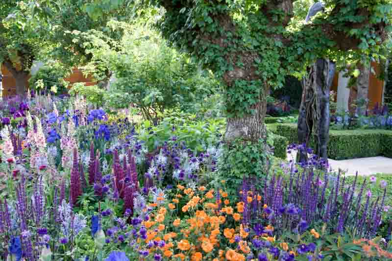 cottage garden planting under Acer campestre tree. Verbascum, Cirsium rivulare, iris, Salvia Caradonna, Lupinus Masterpiece, orange Geum, Aquilegia, Camasia leichtlinii Blue Heaven
