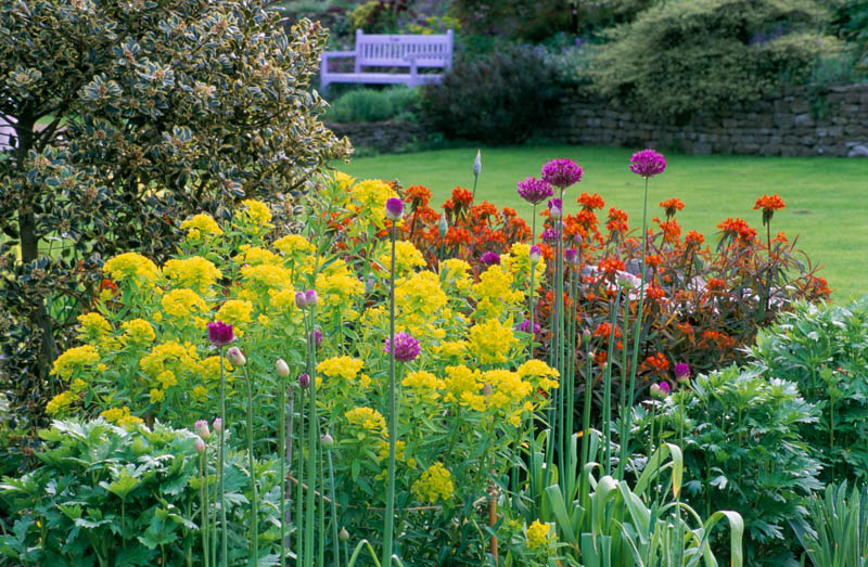 Allium Hollandicum 'Purple Sensation' , Allium 'Purple Sensation', Allium Aflatunense 'Purple Sensation', Flowering Onion, Ornamental Onion, Allium Hollandicum, Spring Bulbs, Spring Flowers