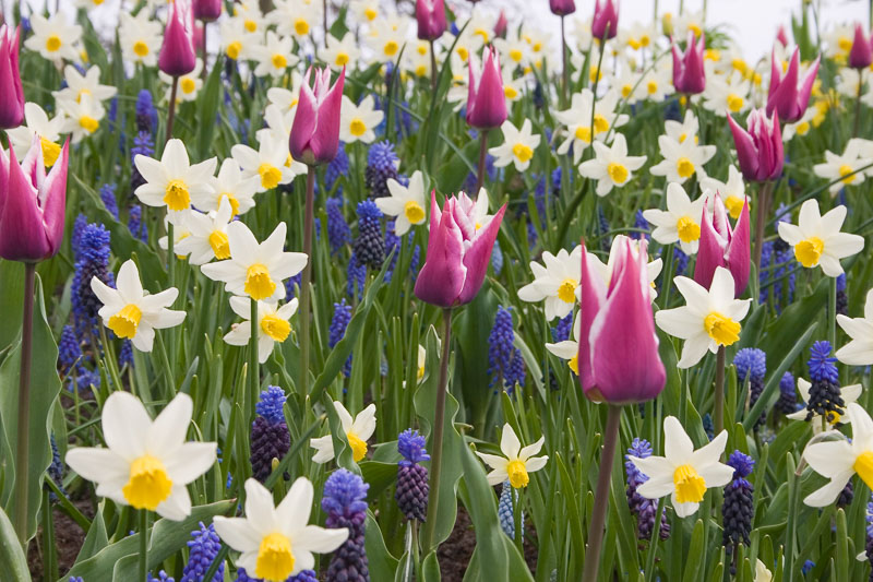 Muscari Armeniacum, Grape Hyacinth, Bulbs Design, Spring Bulbs, Summer Bulbs, Fall Fulbs, Landscaping Design, Garden Ideas
