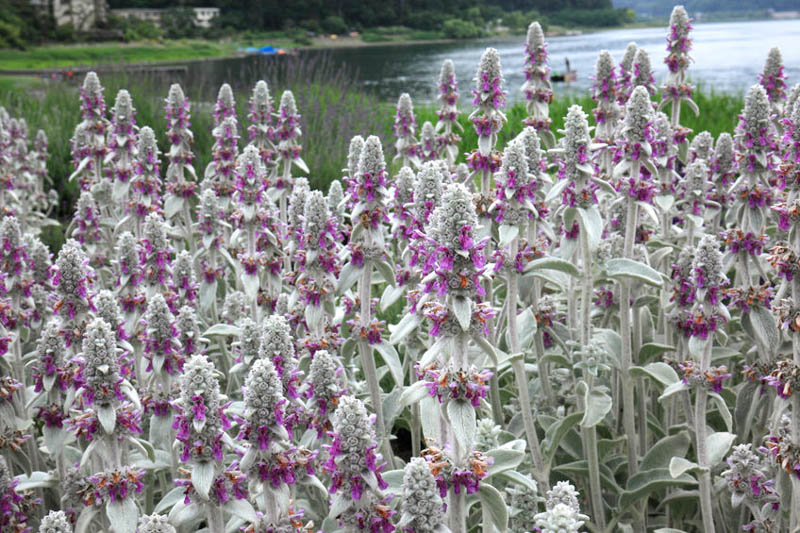 Stachy byzantina, Lamb's ear, Lamb's ears, Drought tolerant plant