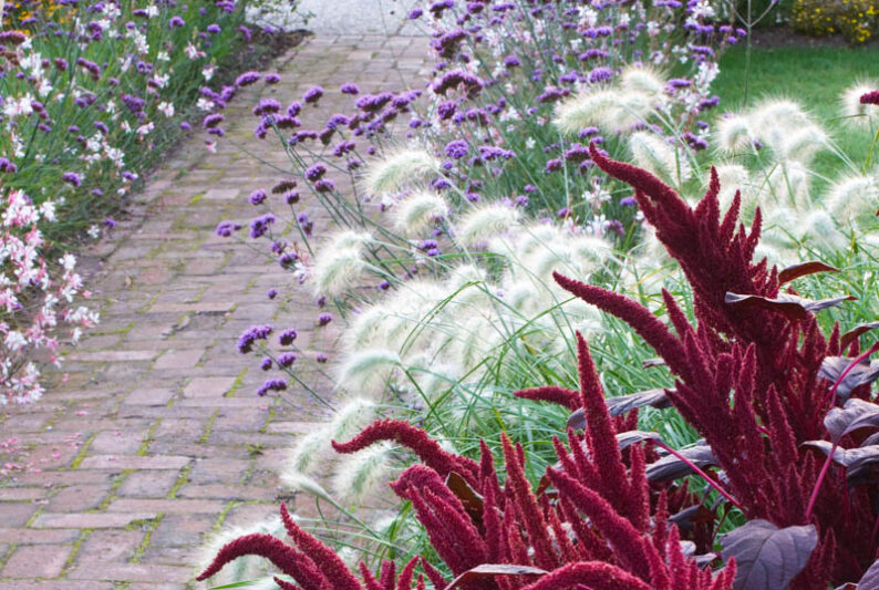 Verbena Bonariensis, Tall Verbena, Purpletop Vervain, Brazilian Verbena, Upright Verbena, Purple summer flowers, Drought Tolerant plant, purple flowers