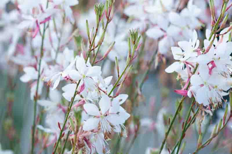 Lindheimer's Beeblossom, Gaura Lindheimeri, drought tolerant perennials, White Gaura, White flowers, deer resistant perennial, salt tolerant perennial