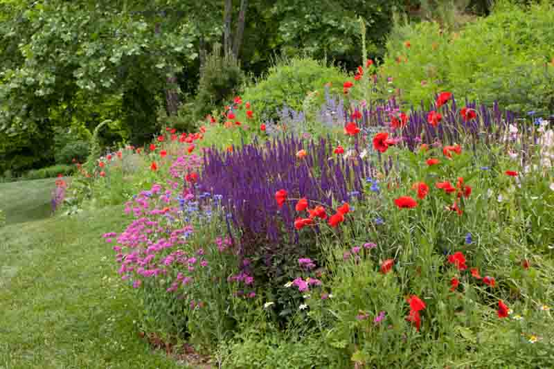 Salvia nemorosa ‘Caradonna’, Papaver rhoeas and pink Silene armeria