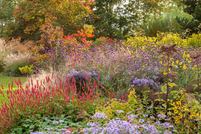 Verbena Bonariensis, Tall Verbena, Purpletop Vervain, airy purple flowers with pollinators"