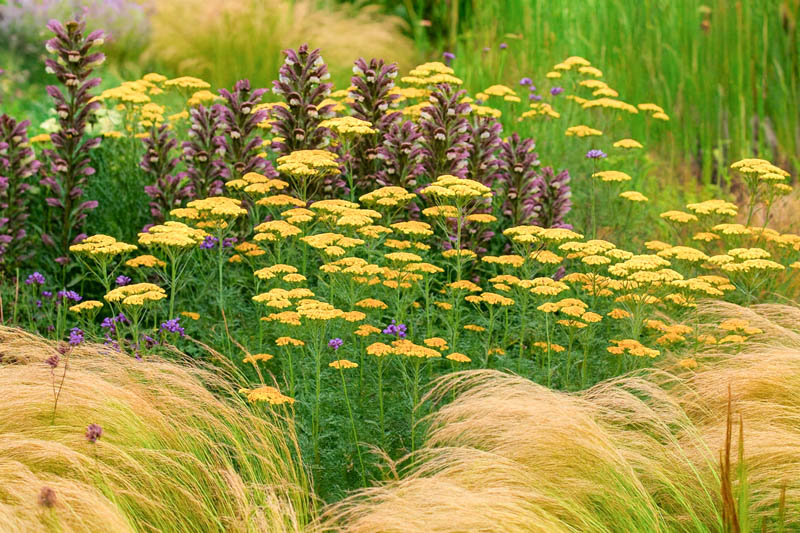 Achillea 'Terracotta' with Acanthus hungaricus and Stipa tenuissima