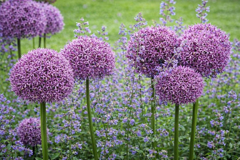 Allium Globemaster, Ornamental Onion 'Globemaster', Ornamental Garlic 'Globemaster', Spring Bulbs, Spring Flowers, Purple flowers, Late Spring flowers