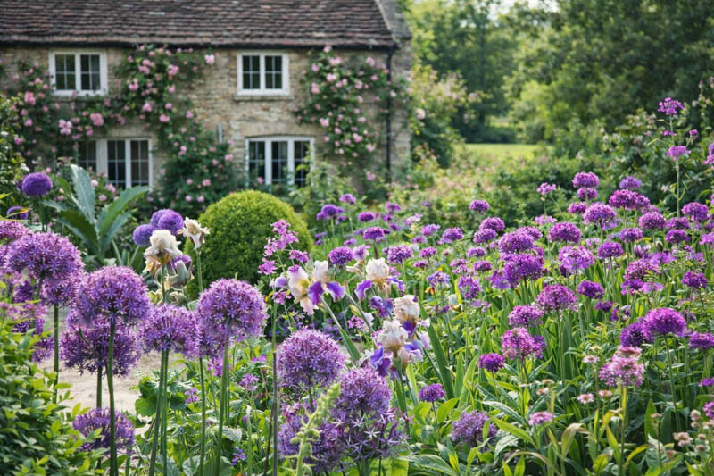 Allium Globemaster, Ornamental Onion 'Globemaster', Ornamental Garlic 'Globemaster', Spring Bulbs, Spring Flowers, Purple flowers, Late Spring flowers