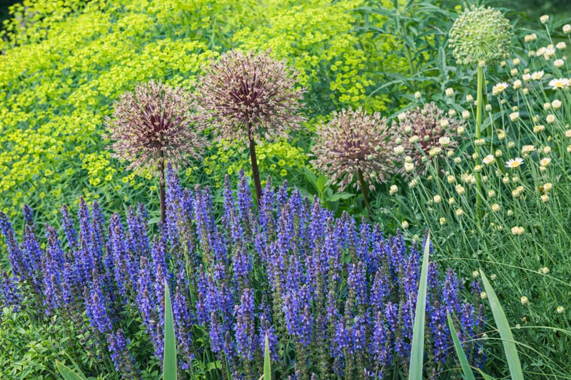 Salvia x Sylvestris 'Blue Hill', Salvia 'Blue Hill' Wood Sage 'Blue Hill', Salvia 'Blue Hill',Wood Sage 'Blauhugel', Salvia 'Blauhugel', Salvia Nemorosa 'Blauhugel', Salvia Nemorosa 'Blue Mound'
