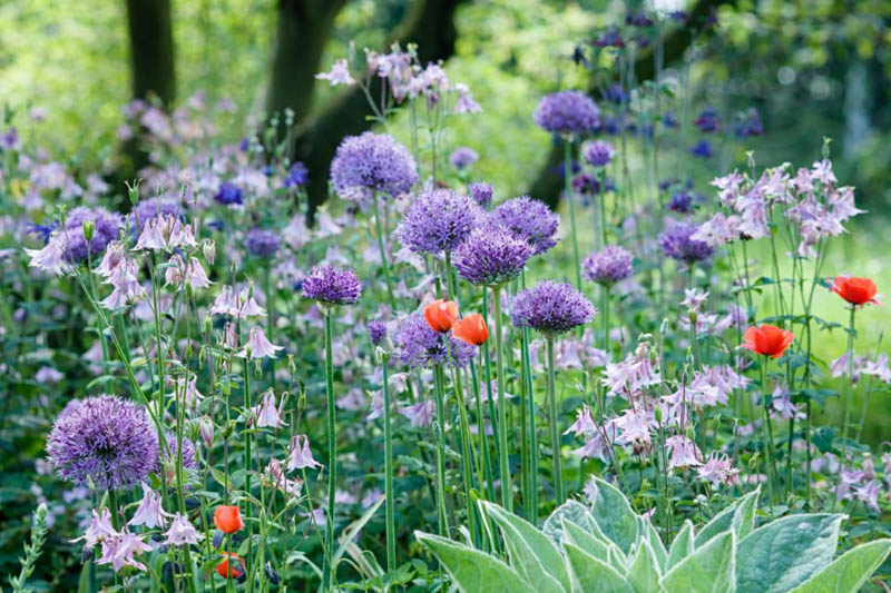 Allium Hollandicum 'Purple Sensation' , Allium 'Purple Sensation', Allium Aflatunense 'Purple Sensation', Flowering Onion, Ornamental Onion, Allium Hollandicum, Spring Bulbs, Spring Flowers