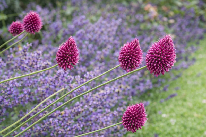 Drumstick allium, Bald-Head onion, Drumsticks, Ornamental onion, Round-Headed garlic, Round-Headed leek, Ball-Head onion, Flowering onion, Drumstick allium