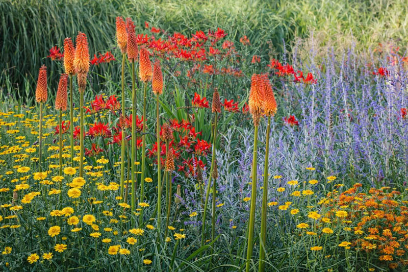 Anthemis tinctoria, Crocosmia 'Lucifer', Kniphofia 'Alcazar' and Perovskia