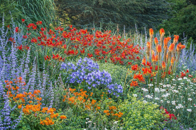 Asclepias tuberosa, Perovskia 'Blue Spire', Crocosmos 'Lucifer', Agapanthus, Kniphofia 'Alcazar' and Lychnis coronaria 'Alba'