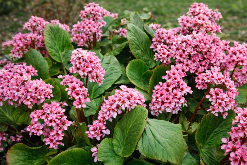 Bergenia Cordifolia, Heartleaf Bergenia, Heart-Leaf Bergenia, Pink Bergenia, Evergreen Perennial, Shade Perennial