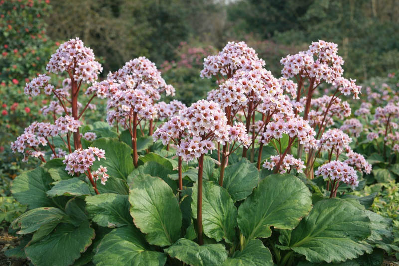 Bergenia Cordifolia, Heartleaf Bergenia, Heart-Leaf Bergenia, Pink Bergenia, Evergreen Perennial, Shade Perennial