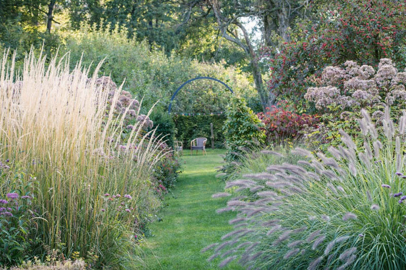 Calamagrostis acutiflora Karl Foerster, Pennisetum alopecuroides
