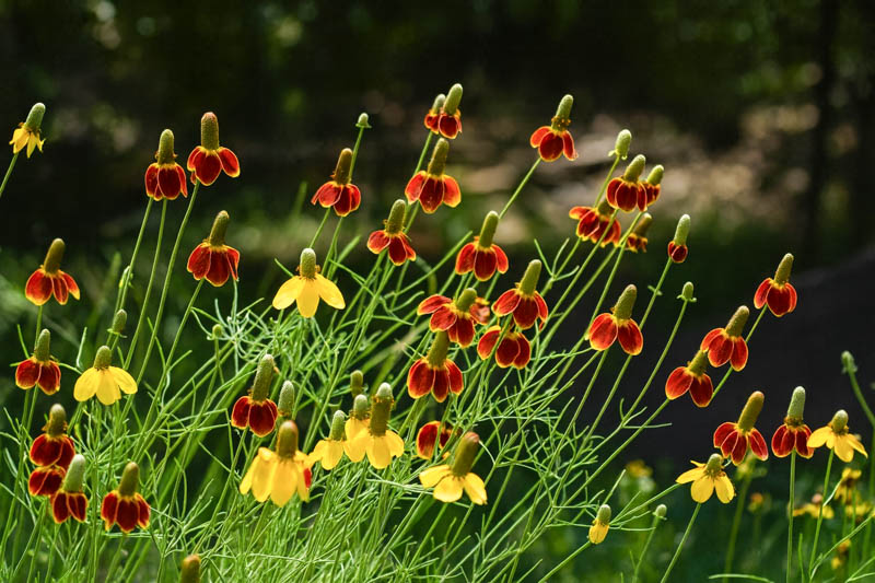 ratibida columnifera, Mexican hat plant