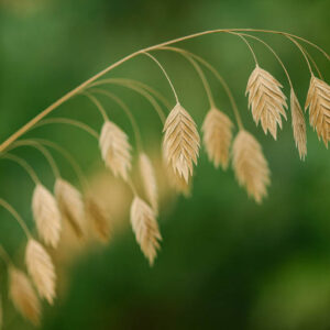 Chasmanthium Latifolium, North America Wild Oats, Northern Sea Oats, Spangle Grass, Sea Oats
