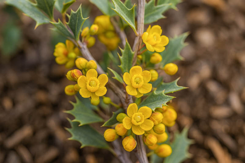 Mahonia trifoliolata, Agarita, Agarito, Algerita, Laredo Mahonia, Laredo Oregon-grape, Trifoliate Barberry, Wild Currant, Berberis trifoliolata,, Yellow Flowers, evergreen shrub