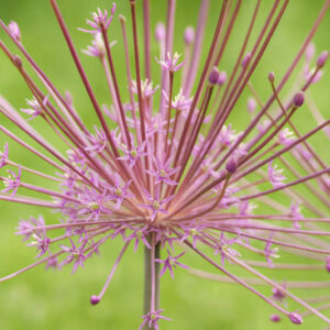 Allium Schubertii, Tumbleweed Onion, Ornamental Onion, Spring Bulbs, Spring Flowers , Purple Onions, Late Spring Flowers, Early Summer Flowers,