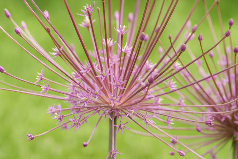 Allium Schubertii, Tumbleweed Onion, Ornamental Onion, Spring Bulbs, Spring Flowers , Purple Onions, Late Spring Flowers, Early Summer Flowers,