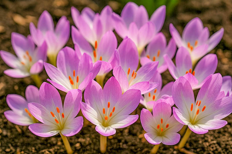 Colchicum, Colchicum Autumnale, Autumn Crocus, Meadow Saffron, Naked Ladies, Fog Crocus, Meadow Crocus, Michaelmas Crocus, Naked Boys, Purple Crocus, Upstart