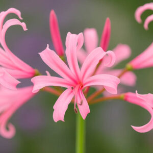 Nerine bowdenii, Guernsey Lily, Cape Flower, Japanese Spider Lily, Cornish Lily, Jersey Lily, Bowden Lily, Fall Flowers, Purple Flowers