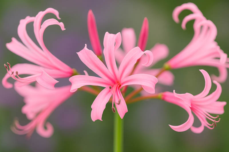 Nerine bowdenii, Guernsey Lily, Cape Flower, Japanese Spider Lily, Cornish Lily, Jersey Lily, Bowden Lily, Fall Flowers, Purple Flowers