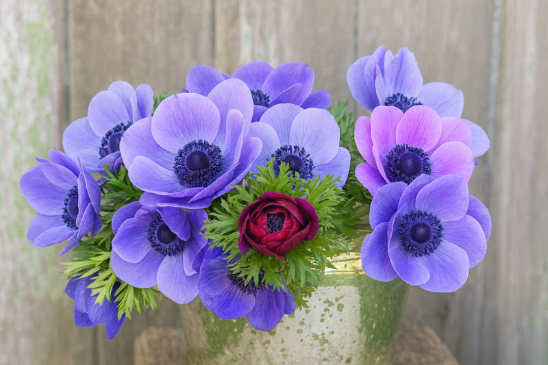 Anemone coronoria, Anemone de Caen, Poppy Anemone, Spanish Marigold, St Brigid Anemone, Anemone de Caen Hollandia, Anemone de Caen Bride, Anemone de Caen Mr Fokker, Anemone de Caen Sylphide,