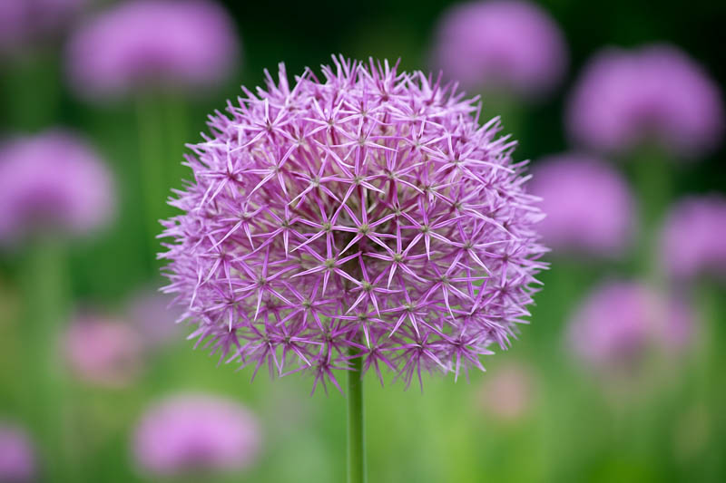 Allium Cristophii, Allium Christophii, Star of Persia, Allium Albopilosum, Ornamental Onion, Spring Bulbs, Spring Flowers , Purple Onions, Late Spring Bloom, Early Summer Bloom,