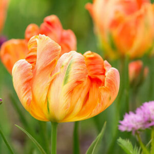Tulipa Apricot Parrot, Tulip 'Apricot Parrot', Parrot Tulip 'Apricot Parrot', Parrot Tulips, Spring Bulbs, Spring Flowers, Tulipe Apricot Parrot, Parrot Tulip, Apricot Tulip, Tulipe perroquet