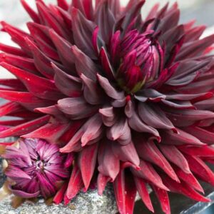 Dahlia 'Chat Noir', 'Chat Noir' Dahlia, Dahlia Black cat, Black Cat Dahlia, Black Dahlia, Black Dahlias, Semi-Cactus Dahlias, Red Dahlia flowers , Black dahlia flowers, dahlia tubers, summer bulbs